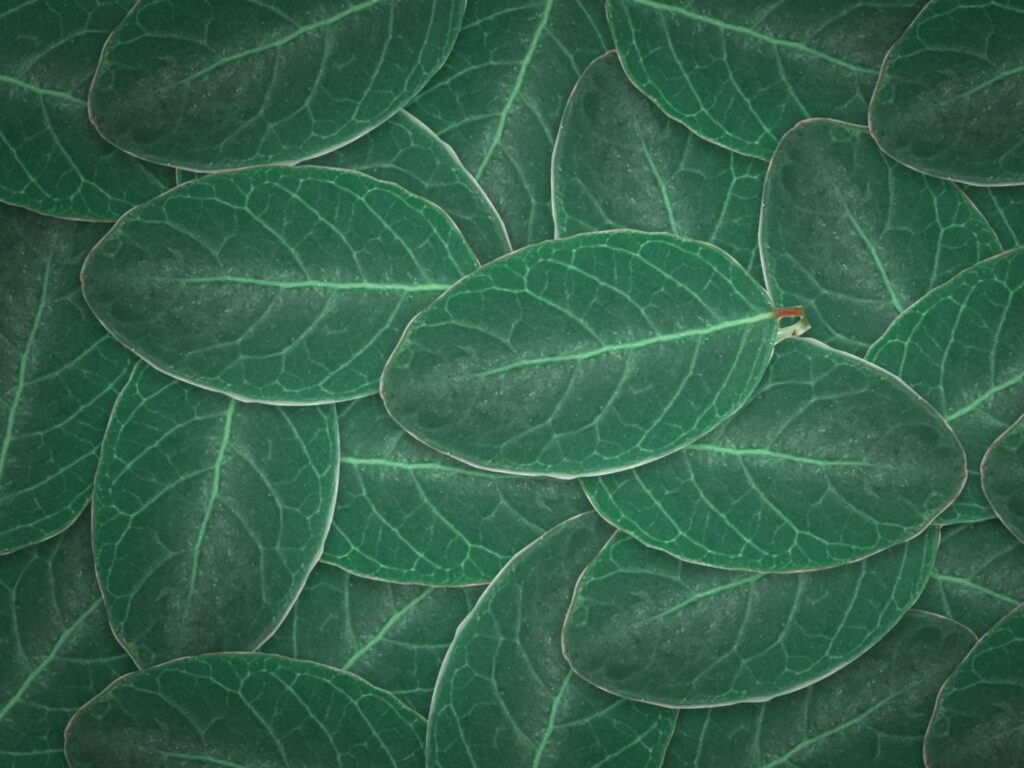 Green leaves layered on top of each other