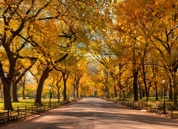 Poet's Walk Promenade In Central Park In Full Autumn Foliage Colors. Manhattan, New York City